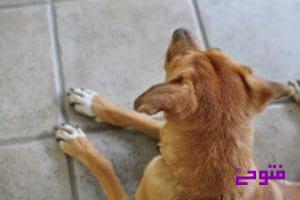 سرامیک ضد خش